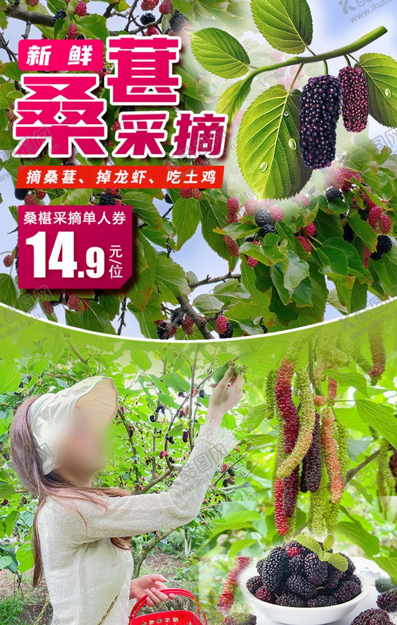 编号：97460209230049395719【酷图网】源文件下载-桑葚采摘