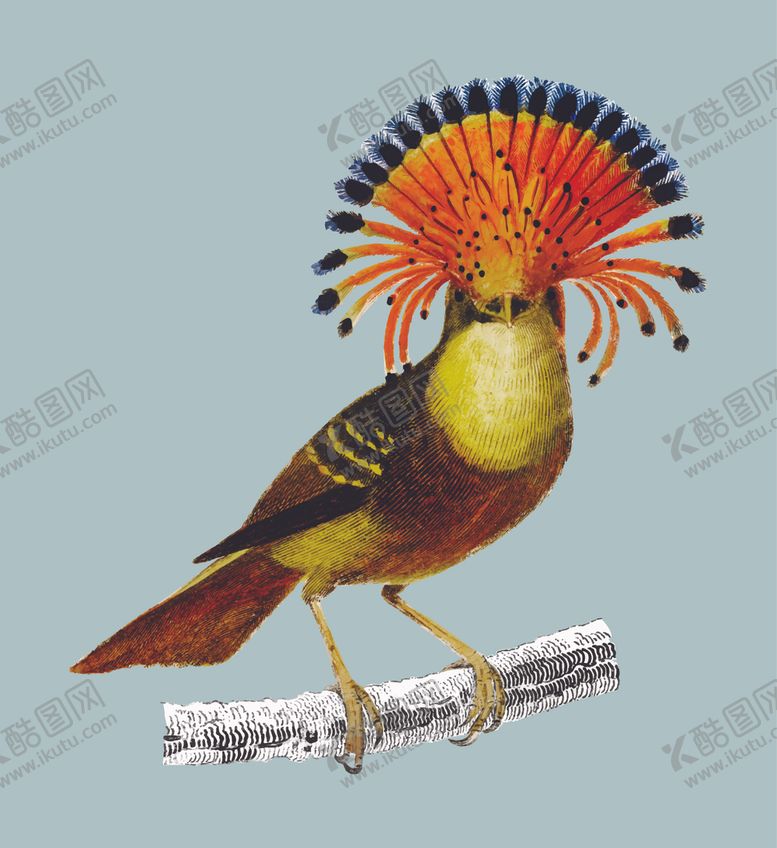 编号：20961904242315381380【酷图网】源文件下载-鸟类插画