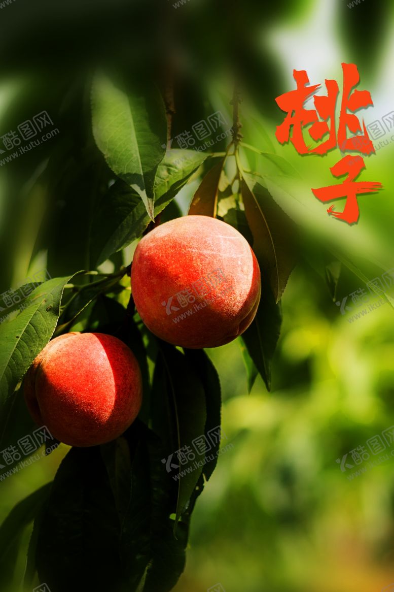 编号：33435802151531569867【酷图网】源文件下载-桃子图片