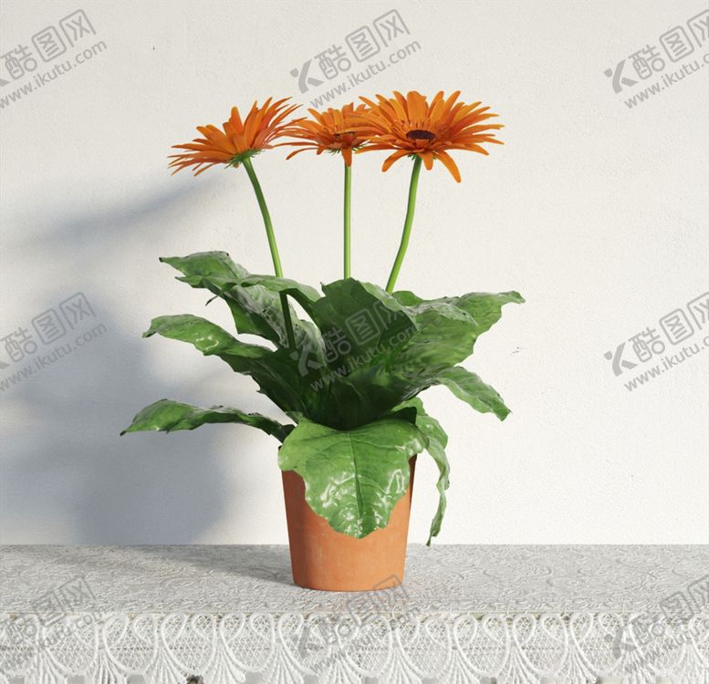 编号：97523604111736106911【酷图网】源文件下载-非洲菊