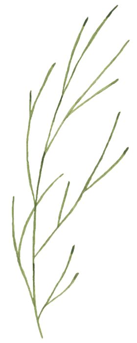 手绘植物花卉