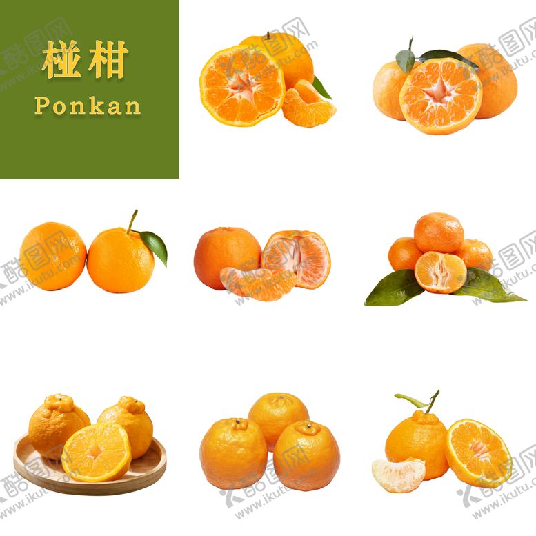 编号：92338610241531198566【酷图网】源文件下载-椪柑