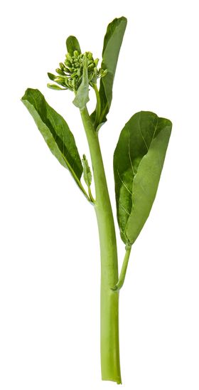 蔬菜芥兰农作物菜