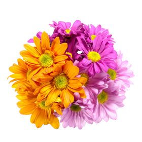 菊花装饰