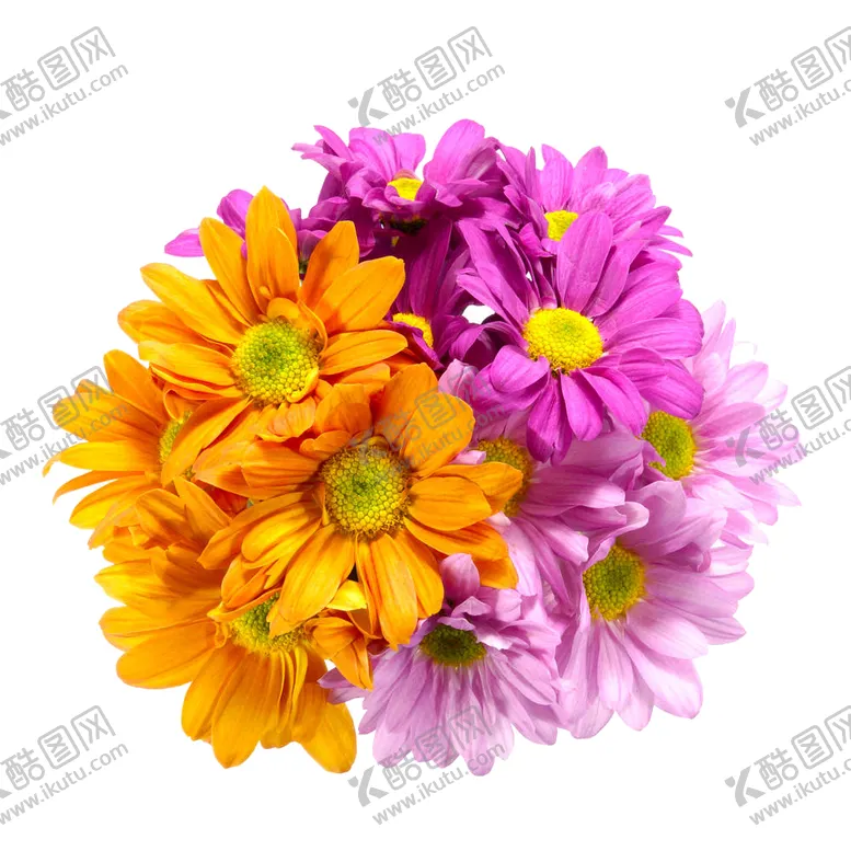 编号：72173505051810117474【酷图网】源文件下载-菊花装饰