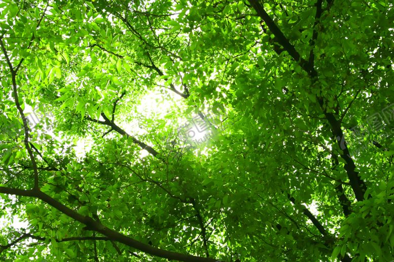 编号：46829109271652296074【酷图网】源文件下载-绿色树林