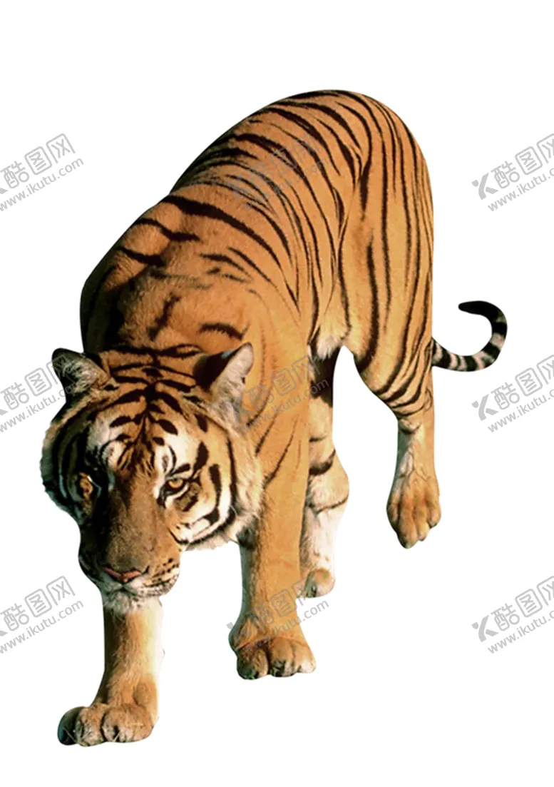 编号：62859803281219367449【酷图网】源文件下载-老虎