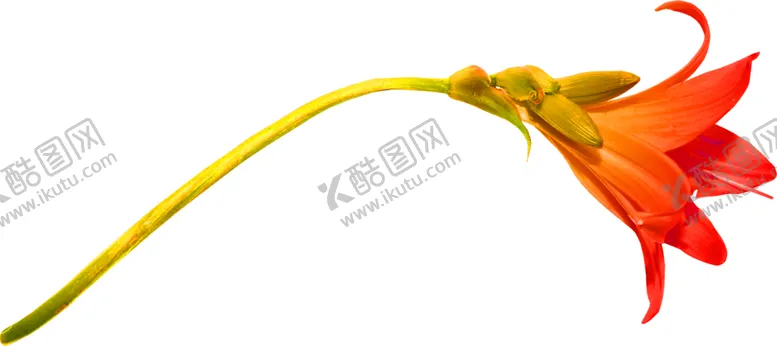 编号：37727506301324297194【酷图网】源文件下载-花素材