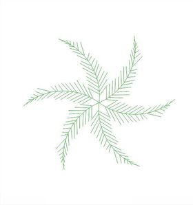 美丽针葵