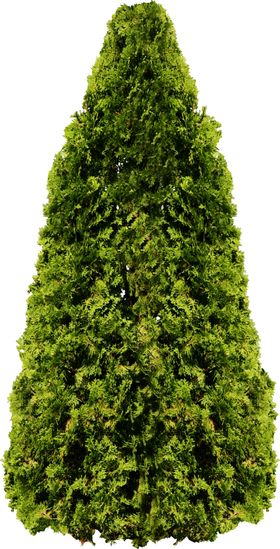 圣诞树