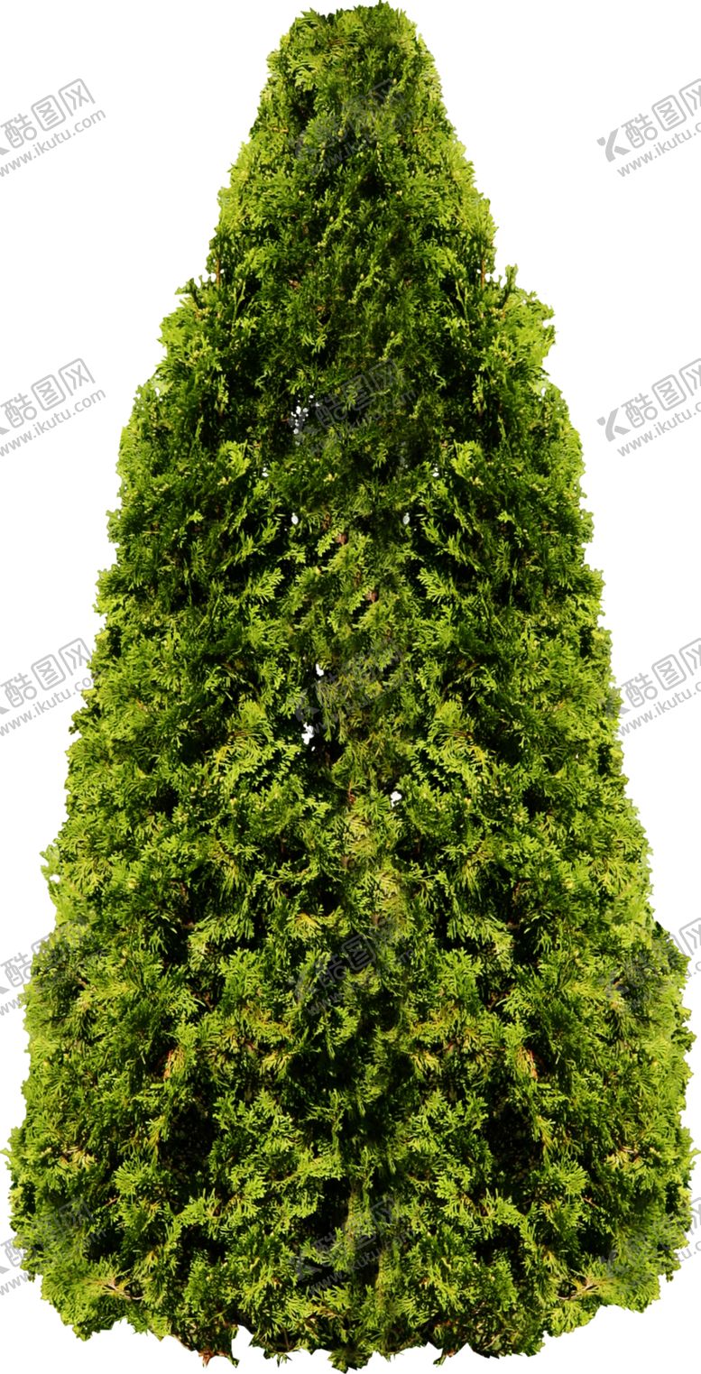 圣诞树节日生物世界摄影木叶