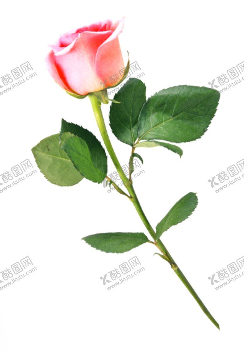 编号：36039509262132167504【酷图网】源文件下载-手绘玫瑰花