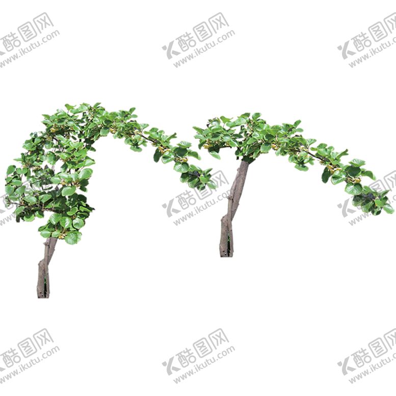 编号：74122606271618532684【酷图网】源文件下载-绿色植物