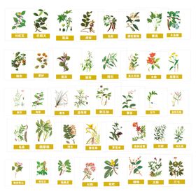 多种草药植物展示图