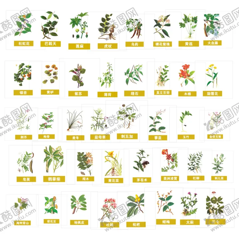 编号：91152706292127127245【酷图网】源文件下载-多种草药植物展示图