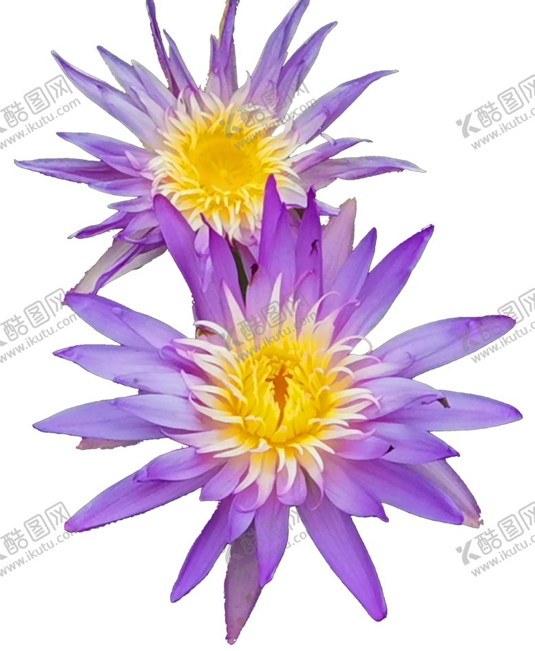 编号：25917206240157478983【酷图网】源文件下载-花朵