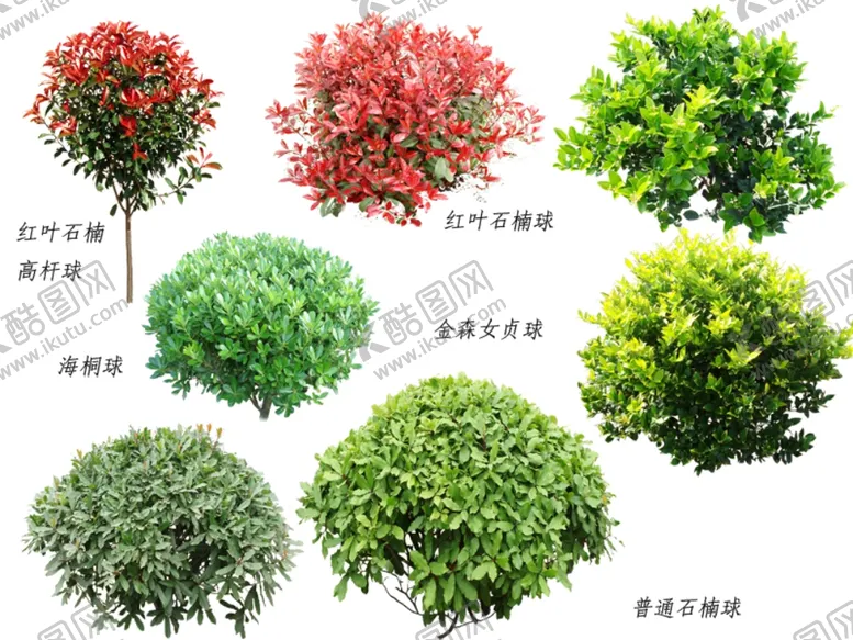 编号：17651605070803206204【酷图网】源文件下载-乔木类素材