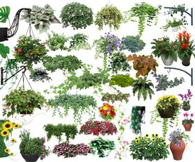 藤条植物