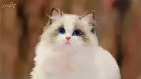 可爱萌喵布偶猫插画