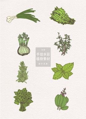 编号：91503809240417500194【酷图网】源文件下载-植物手绘水彩   