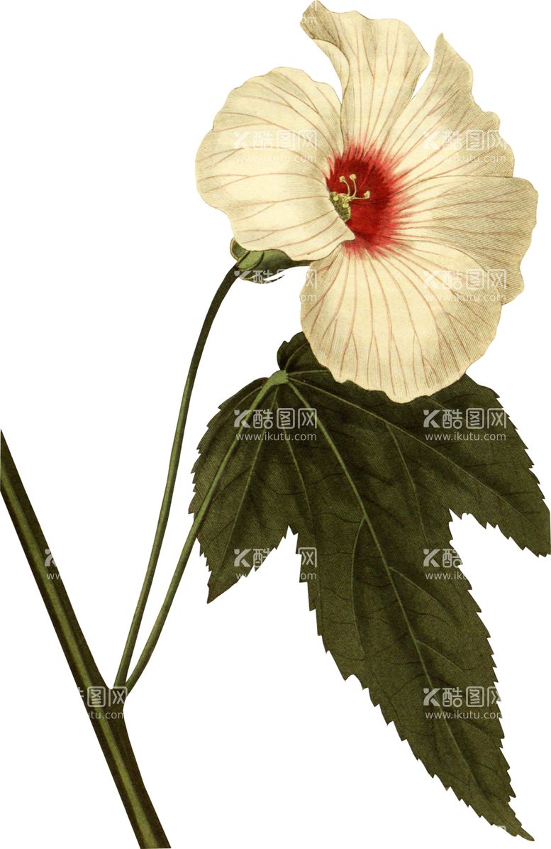 编号：76155212241923435970【酷图网】源文件下载-鲜花花朵植物         