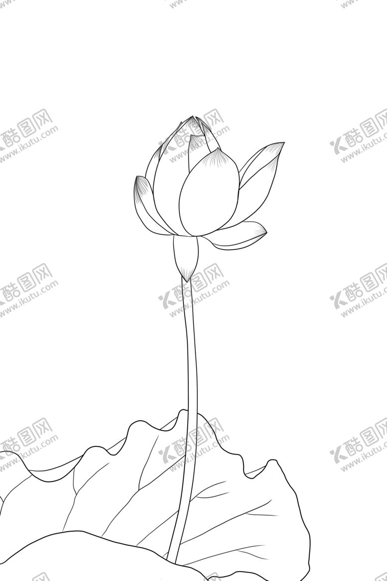编号：69735805130554505716【酷图网】源文件下载-荷花