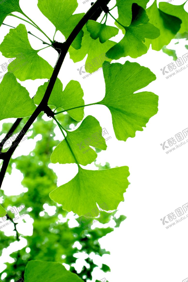 编号：83672409090707086168【酷图网】源文件下载-银杏叶