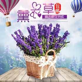 编号：51807309240703559674【酷图网】源文件下载-卡通薰衣草