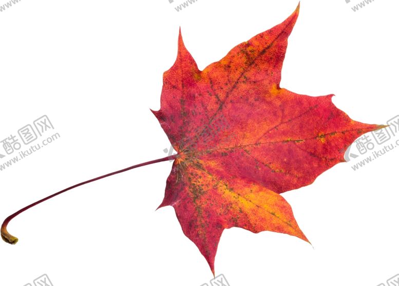 编号：40511709162308372844【酷图网】源文件下载-树叶