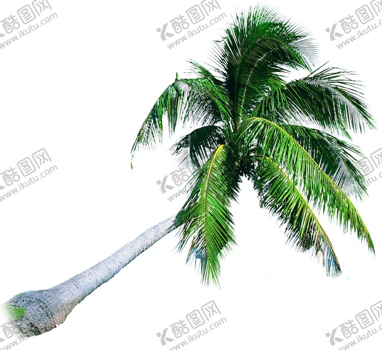 编号：57695310120554238935【酷图网】源文件下载-椰子树