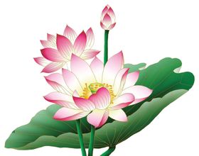 莲花