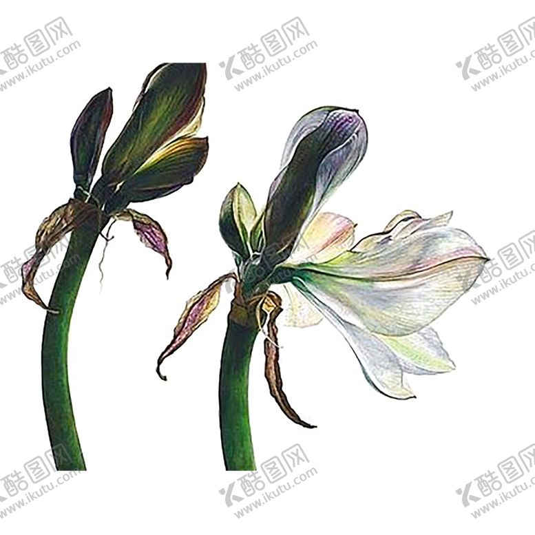 编号：12579409130906136109【酷图网】源文件下载-绿色装饰