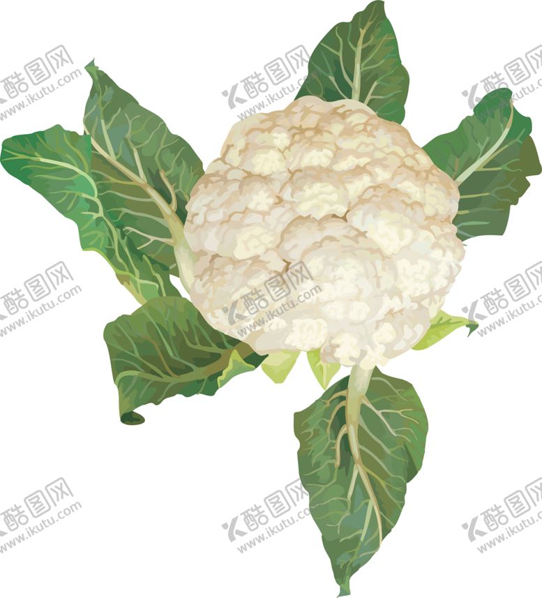 编号：32672106252241327890【酷图网】源文件下载-菜花