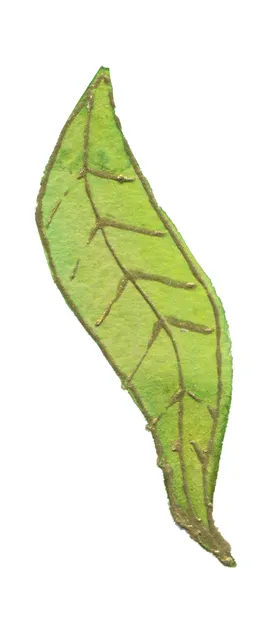 高清典雅花卉PNG素材系列