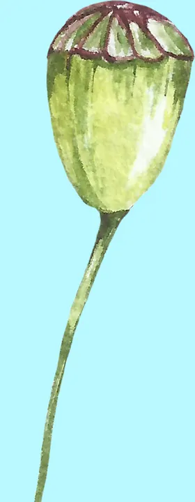 花卉树叶