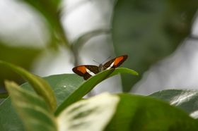蝴蝶动物生物海报昆虫