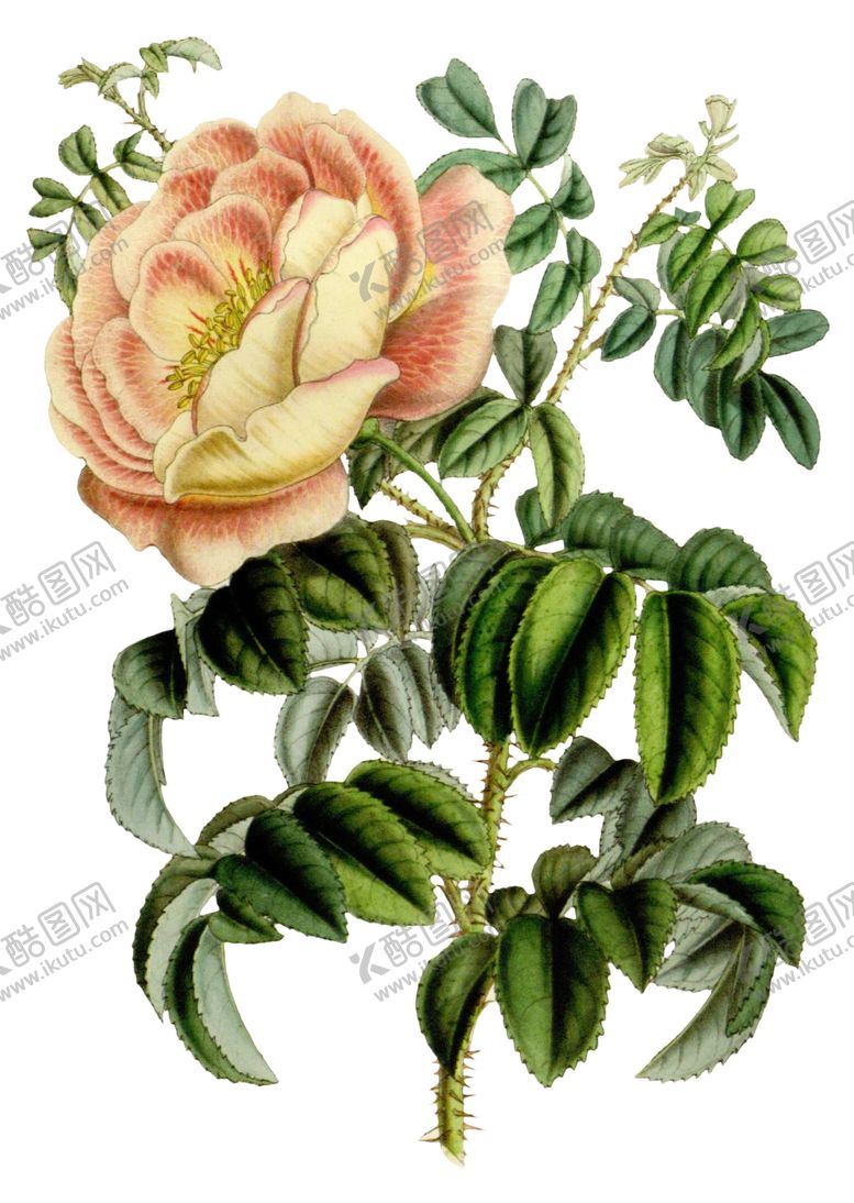 编号：33628110192230099825【酷图网】源文件下载-复古花朵植物图案