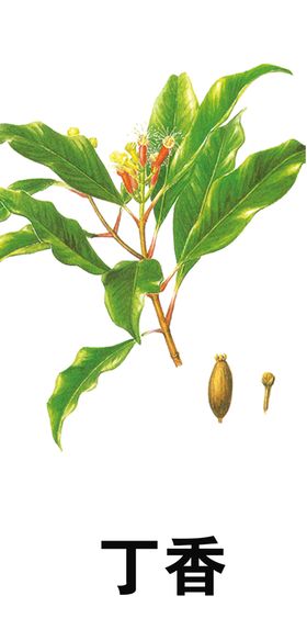 草本植物药材中中手绘车叶手绘
