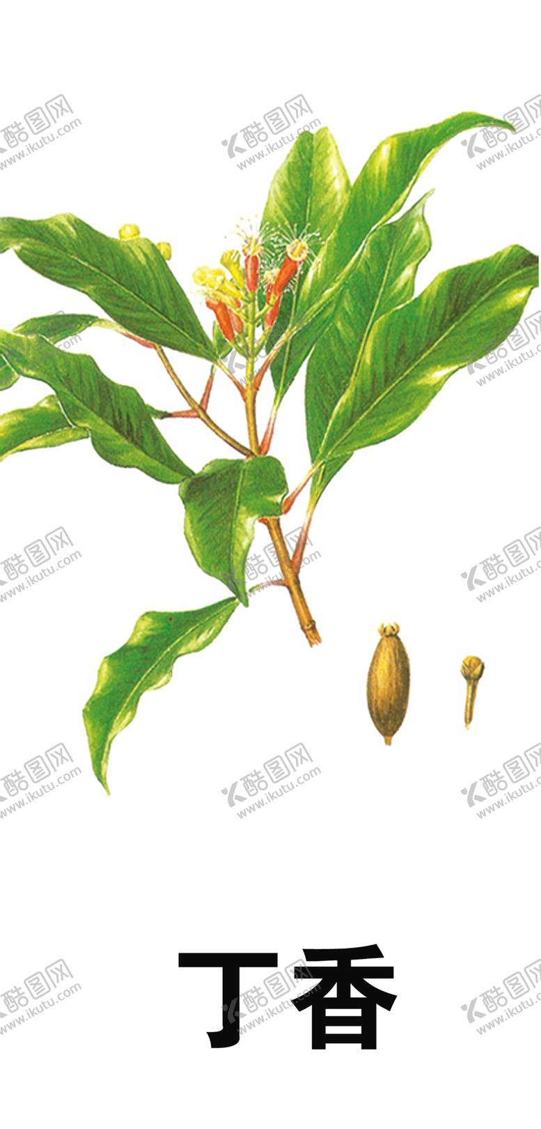 编号：43844205031051492270【酷图网】源文件下载-草本植物药材
