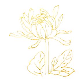 菊花素材