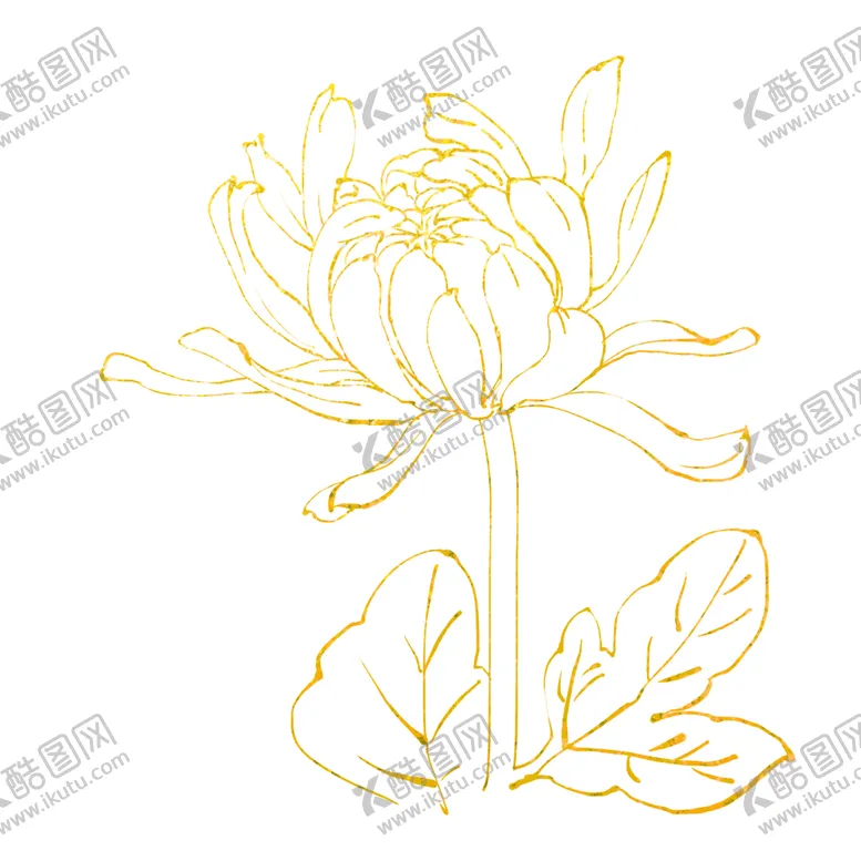 编号：38166806260402281458【酷图网】源文件下载-菊花素材