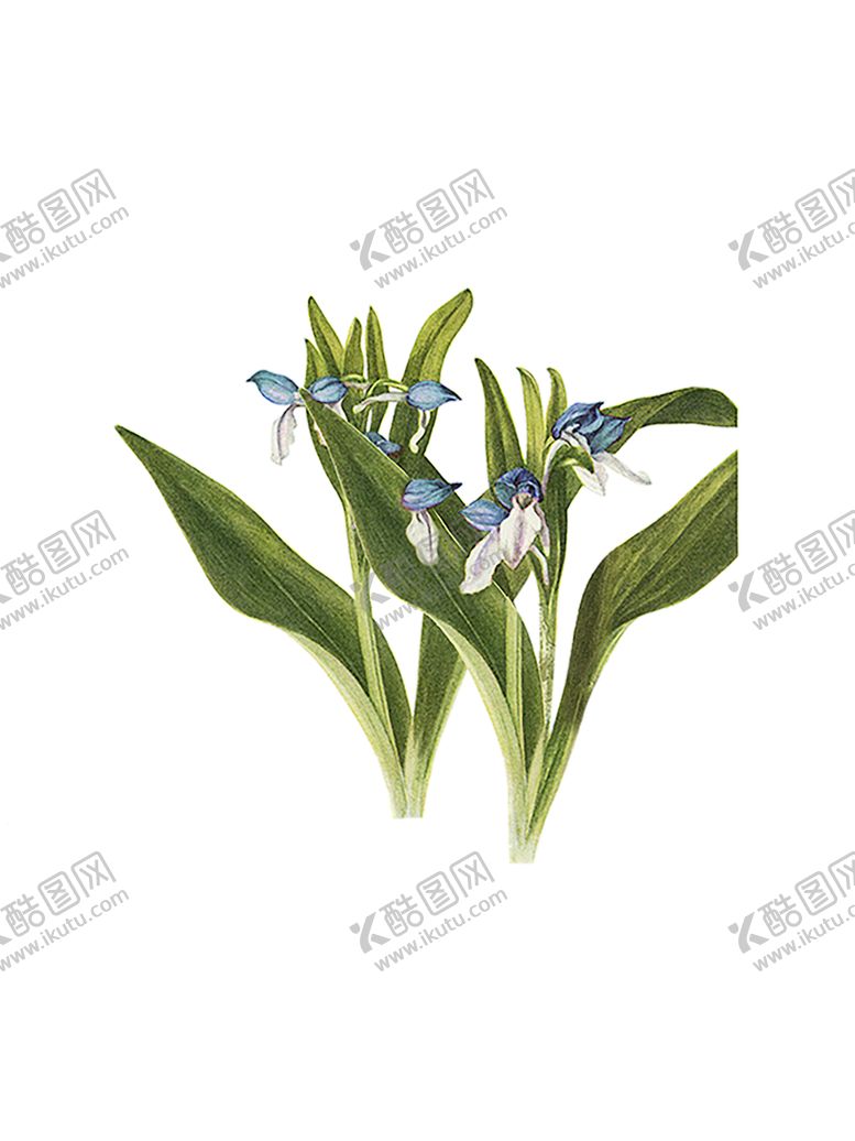 编号：46141609120338465545【酷图网】源文件下载-植物