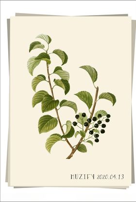 黑樱桃植物图鉴