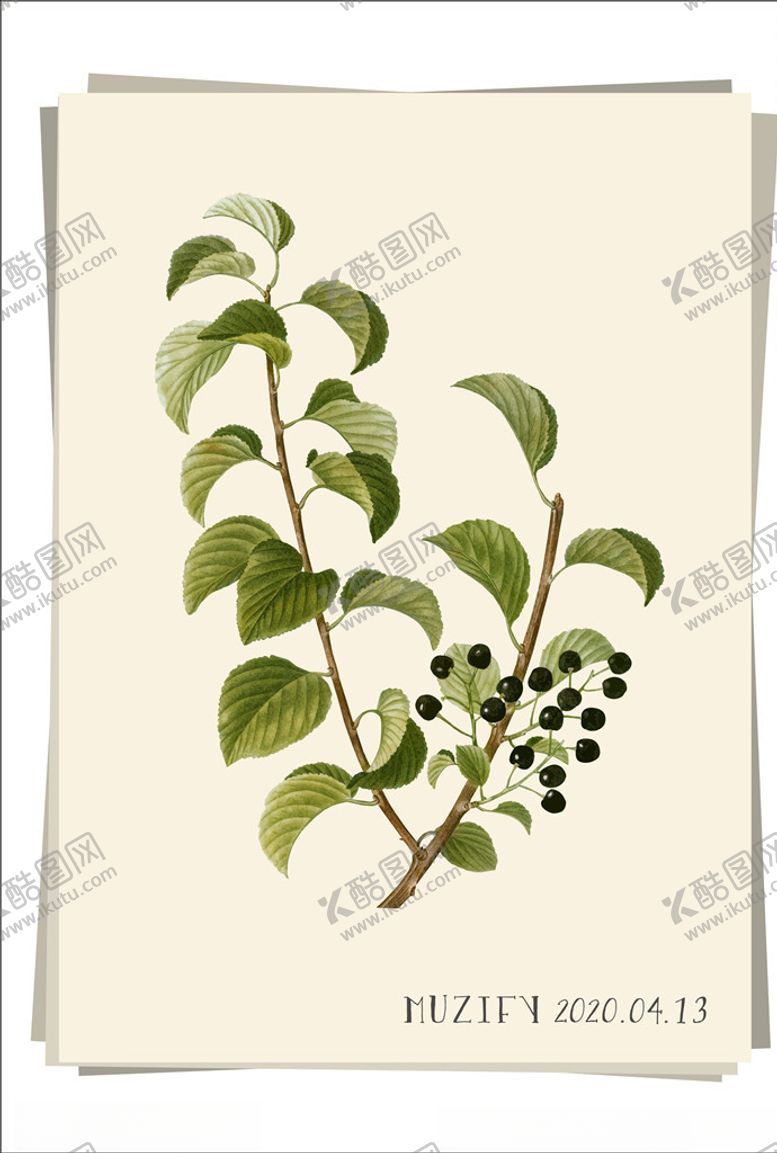 编号：57870707031346412840【酷图网】源文件下载-黑樱桃植物图鉴