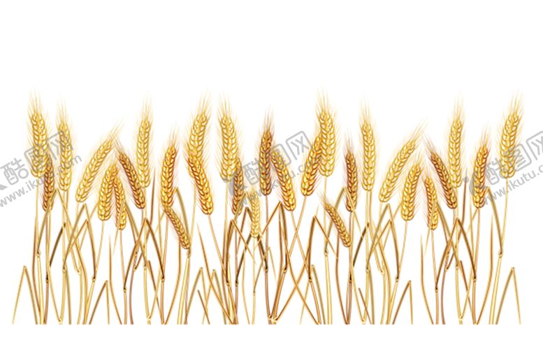编号：89819809091206045193【酷图网】源文件下载-透明小麦png素材