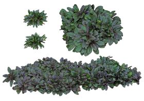 园林植物