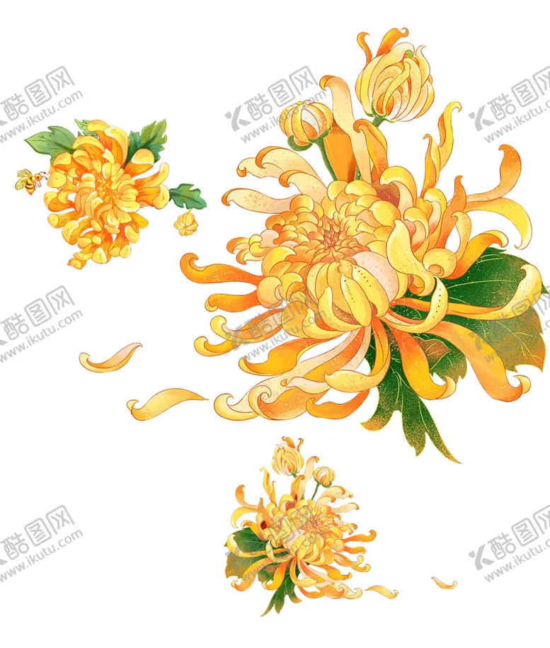 编号：76508002241950446631【酷图网】源文件下载-菊花