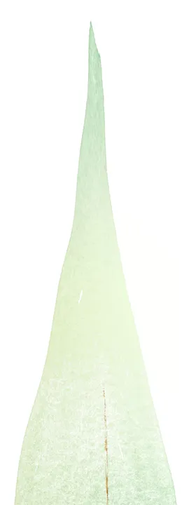 北欧小清新水彩植物图案