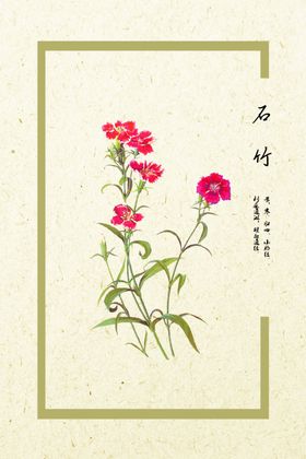 石竹