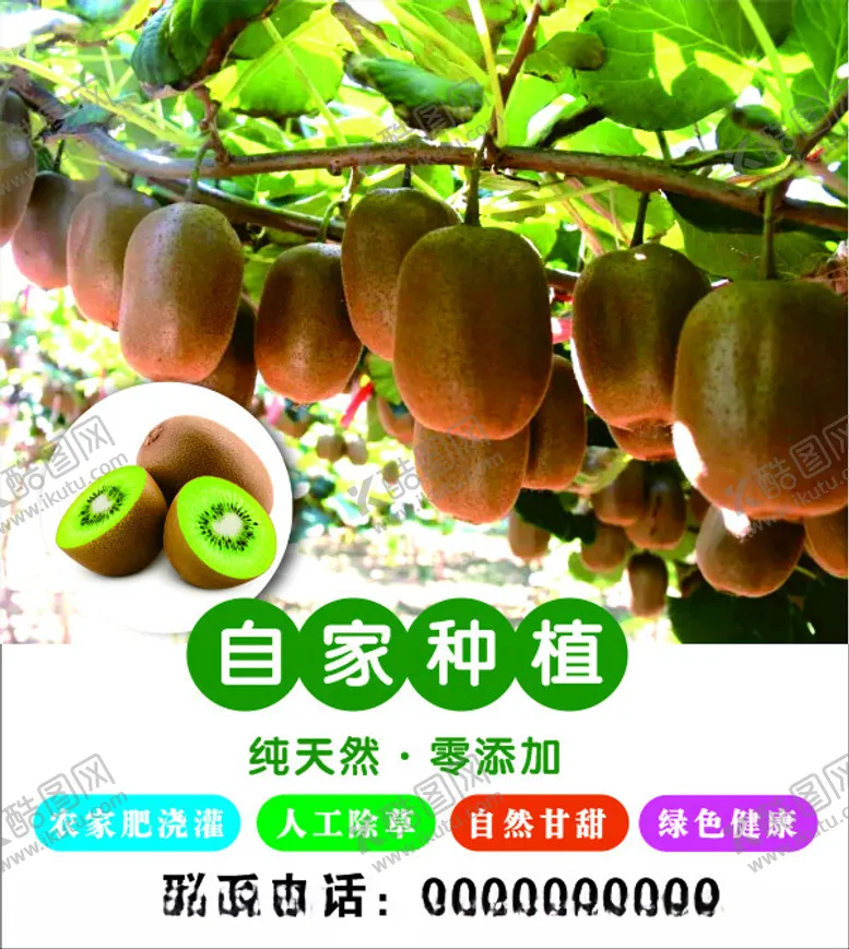 编号：67480801150255016232【酷图网】源文件下载-猕猴桃绿果奇异果